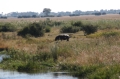 Hippo on land